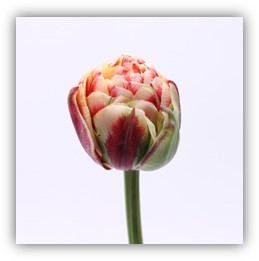 Perfect Game Tulip